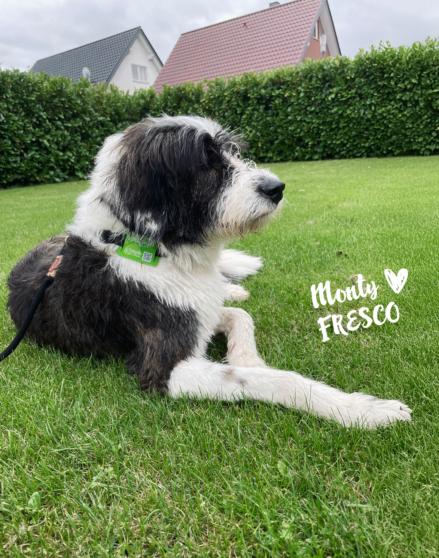 Hund liegt im Garten