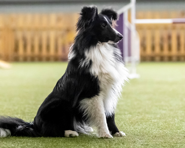 FRESCO_Bilder_Blogbeitrge_20240326_Hundetraining