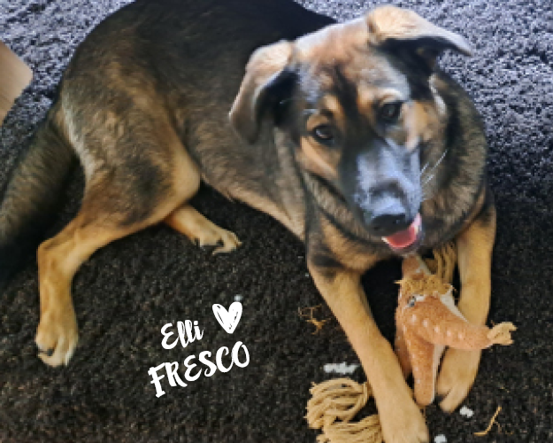 FRESCO_Bilder_Gelerie_Tierschutzhunde_2024090478_(1)