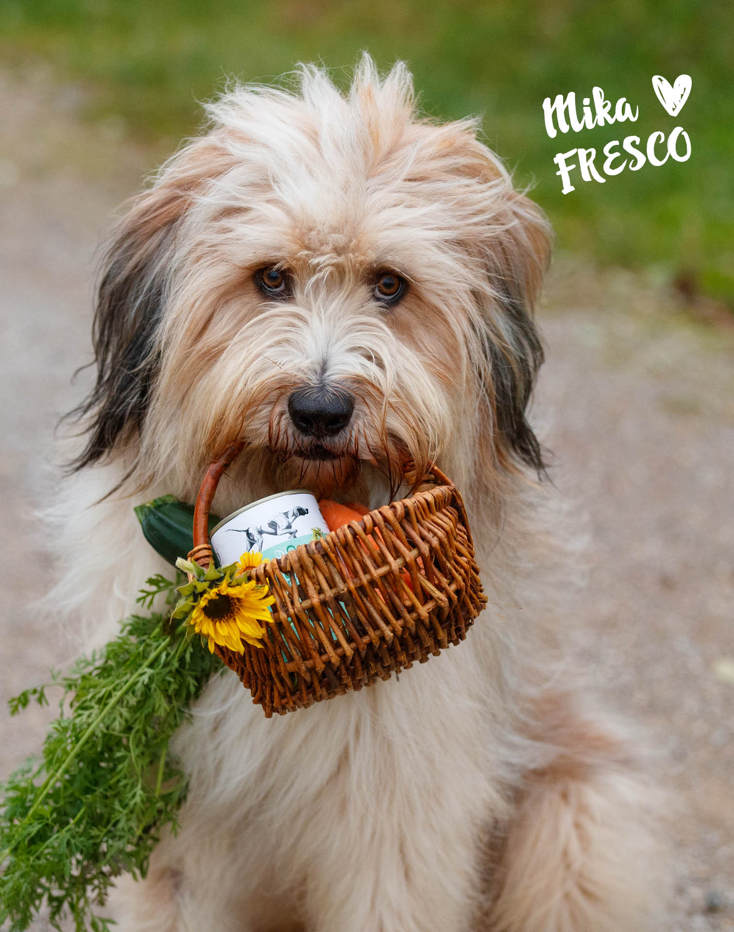 Hund mit FRESCO Kennenlernpaket vegan