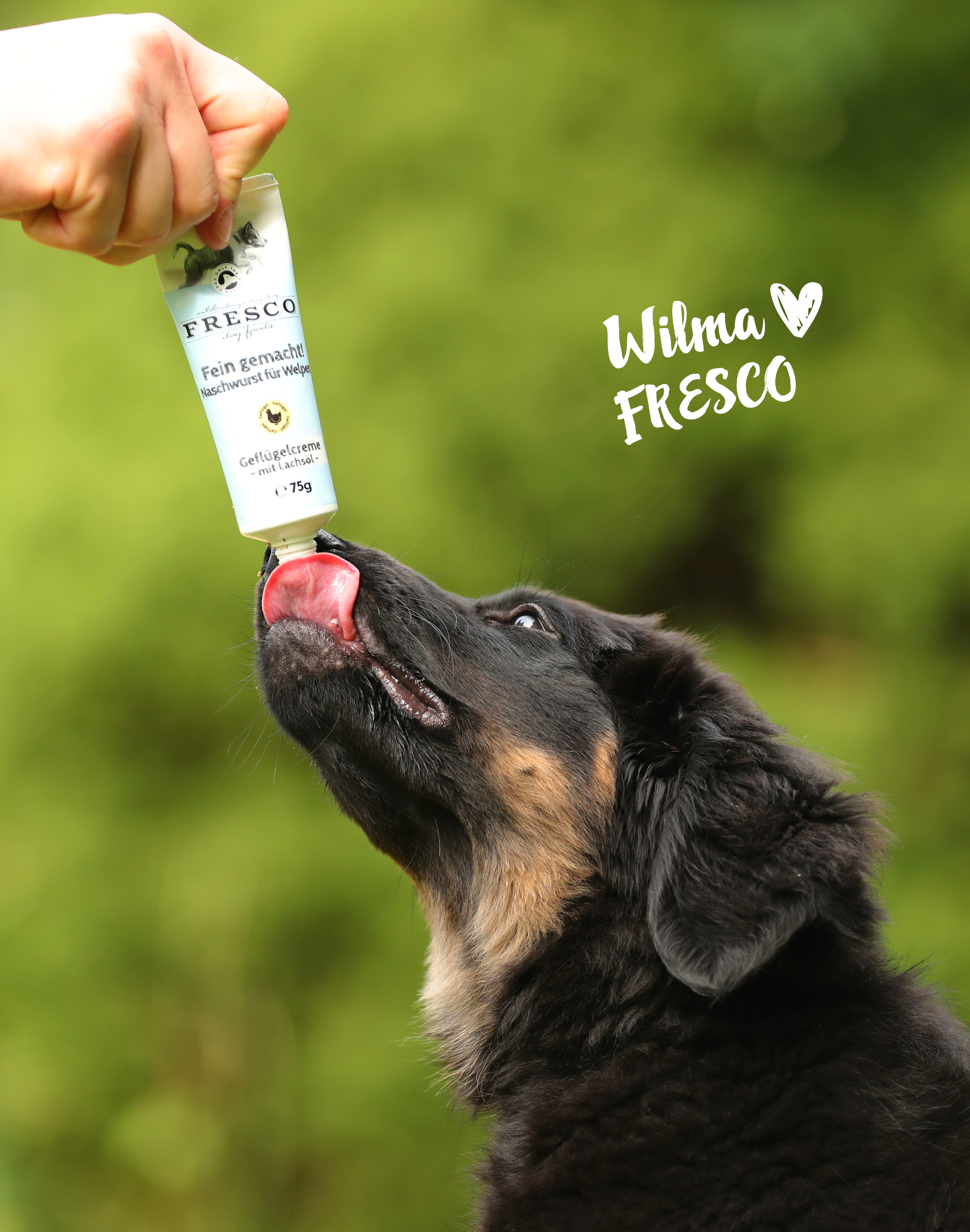 Hund mit FRESCO Fein gemacht Naschwurst