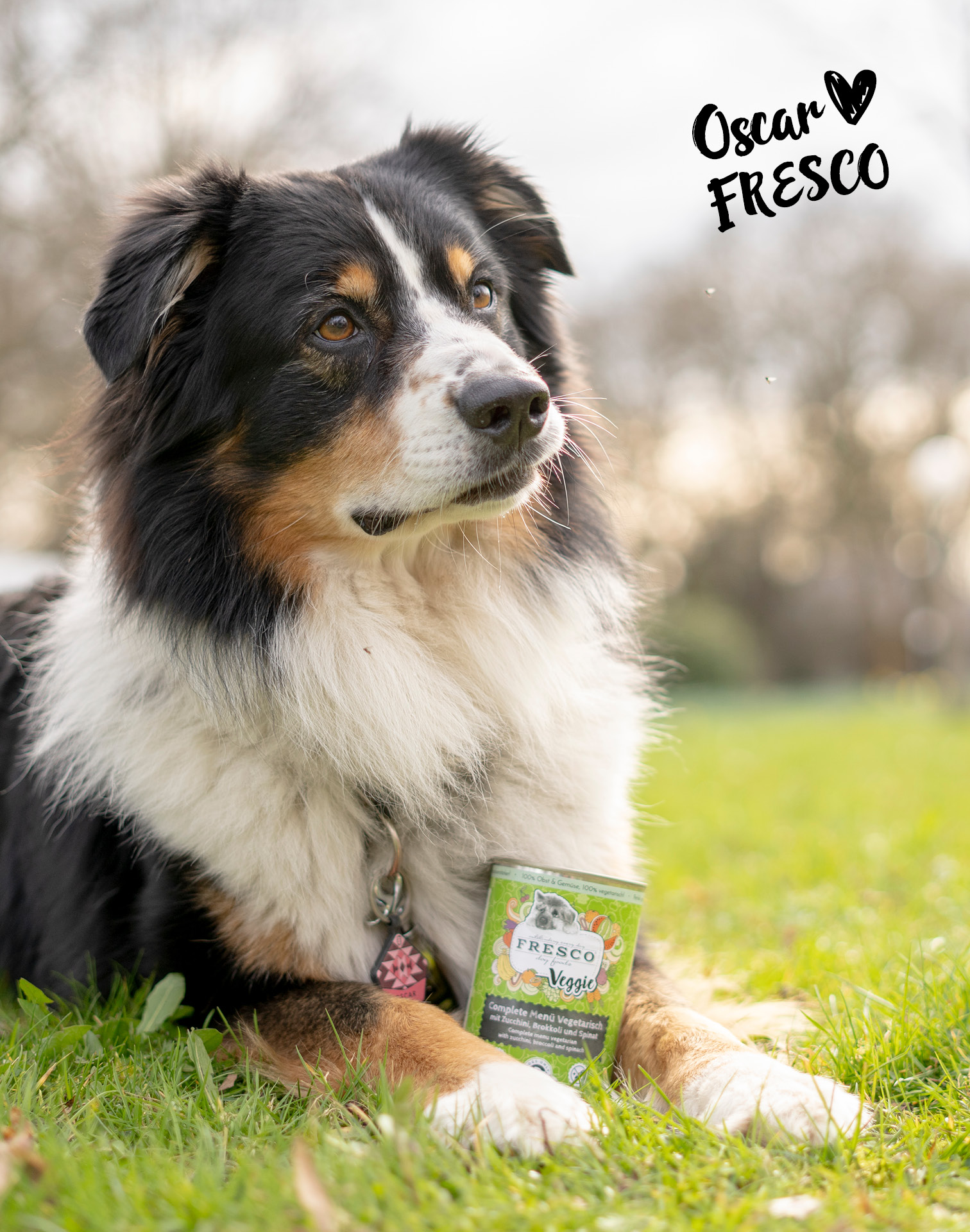 Hund liegt auf einer Wiese mit NassBarf Veggie
