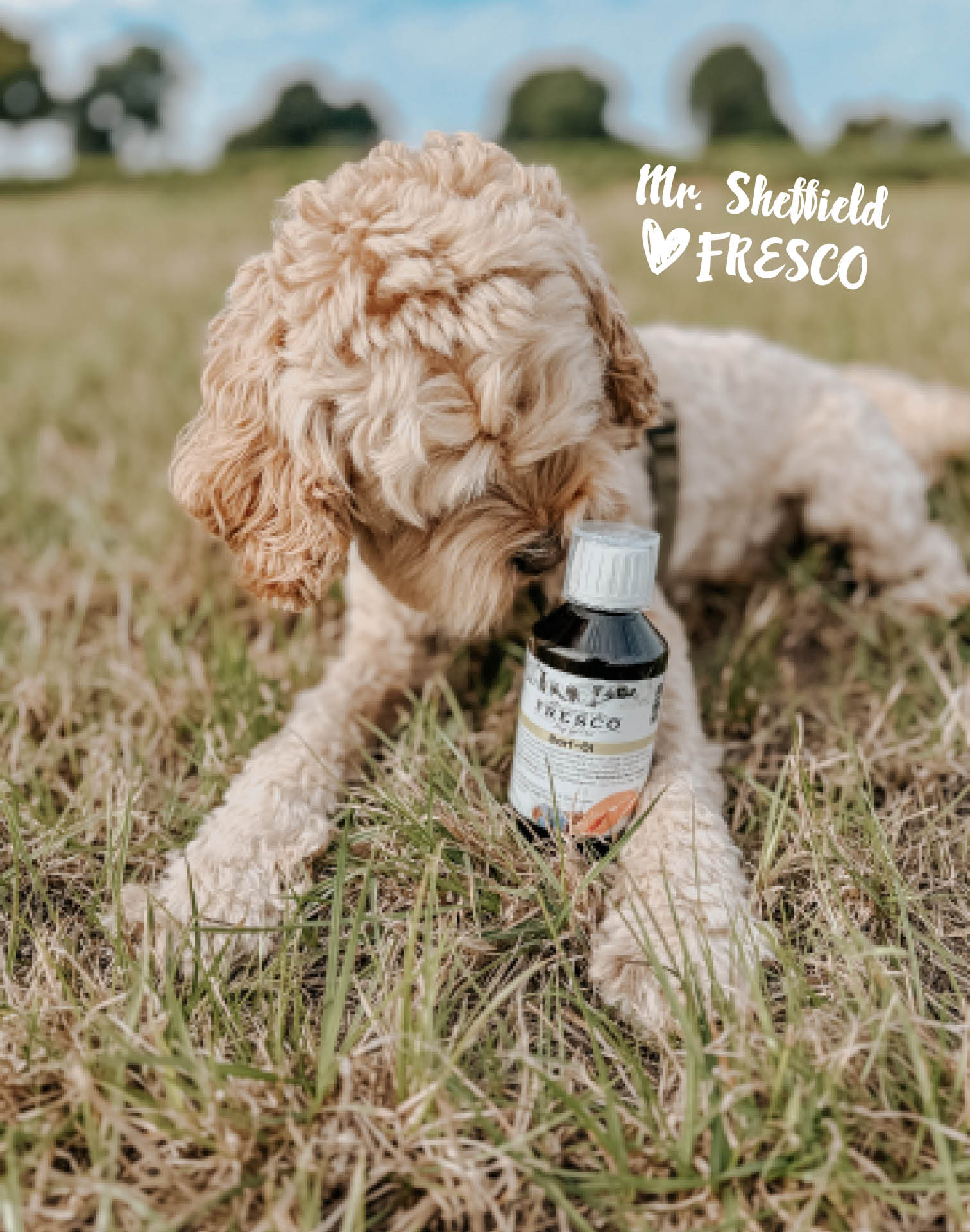 Hund mit FRESCO Barf Öl
