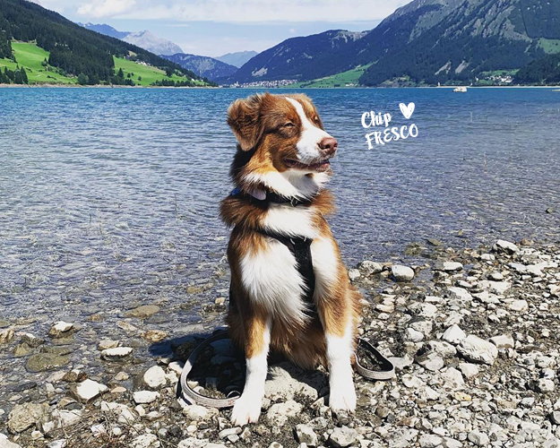 FRESCO_Landingpage_Hundehotels_20251124