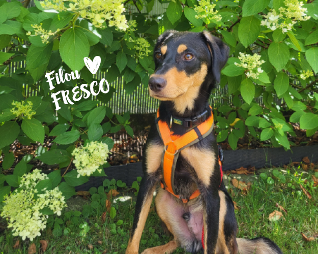FRESCO_Bilder_Gelerie_Tierschutzhunde_2024090497_(1)