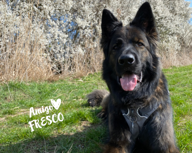 FRESCO_Bilder_Gelerie_Tierschutzhunde_2024090420_(3)