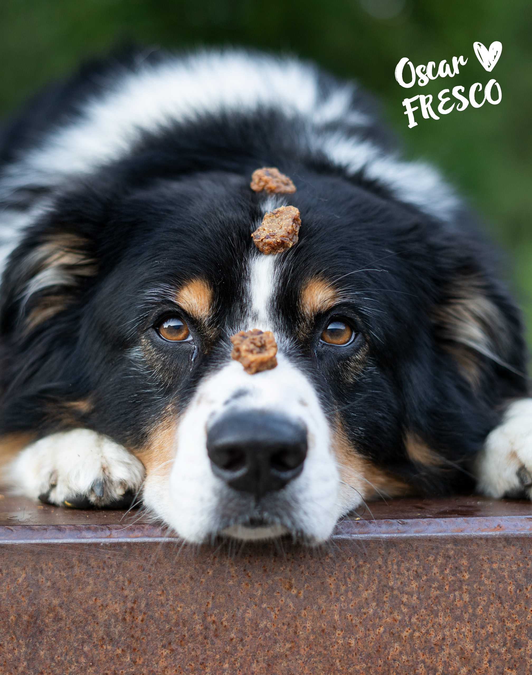 Hund mit Drops