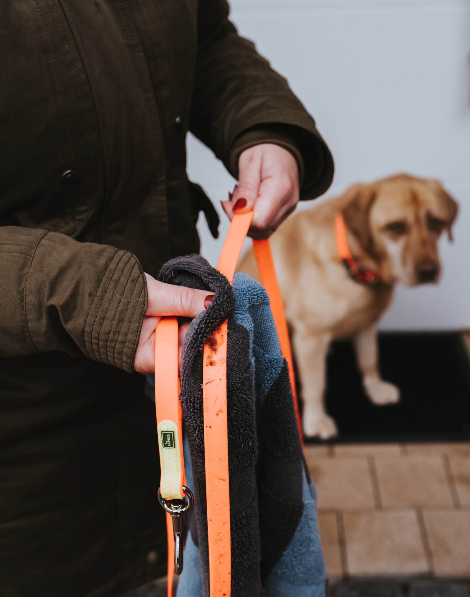 Hund mit Hunter Suchleine