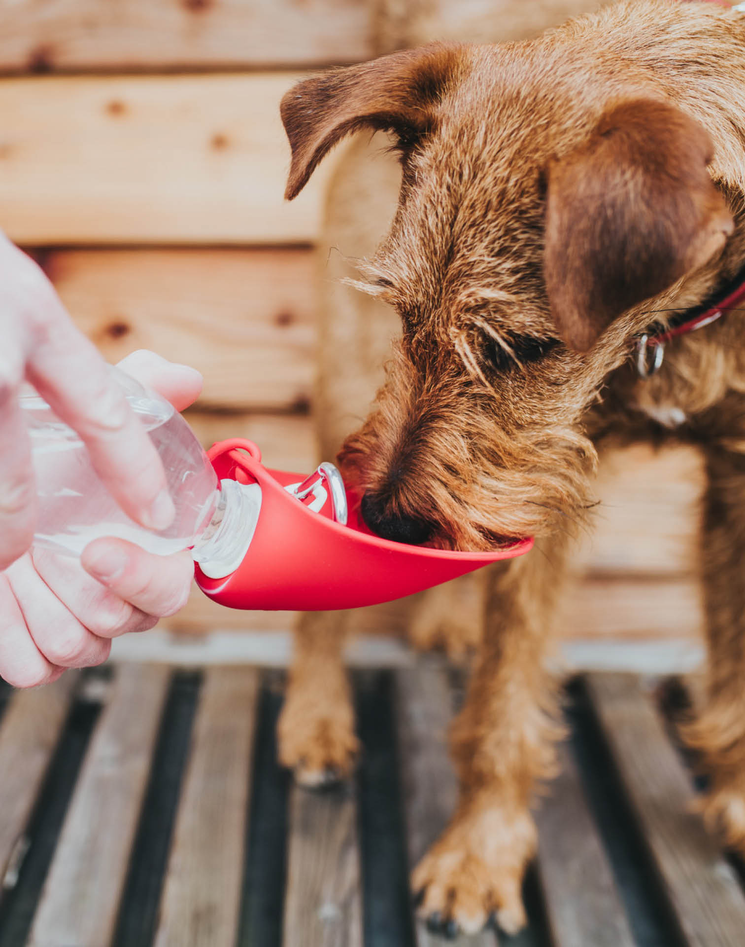 Hund mit Hunter Silikon Trinkflasche