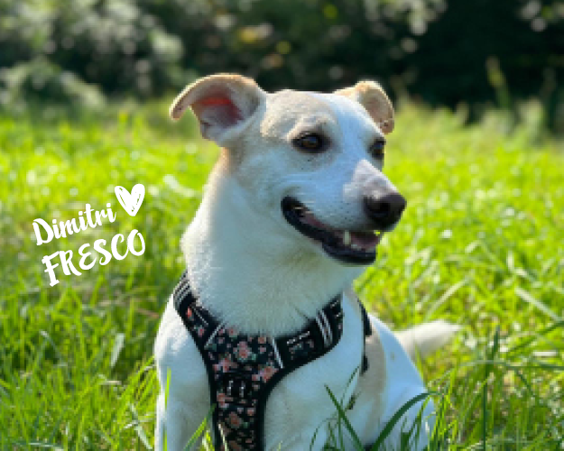 FRESCO_Bilder_Gelerie_Tierschutzhunde_2024090471_(1)