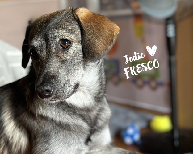 FRESCO_Bilder_Gelerie_Tierschutzhunde_202409047_(3)