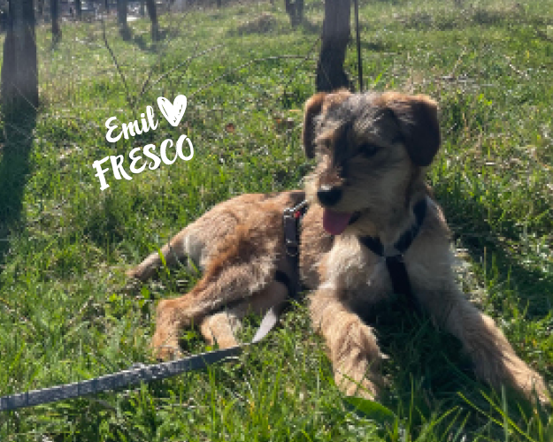 FRESCO_Bilder_Gelerie_Tierschutzhunde_2024090481_(1)