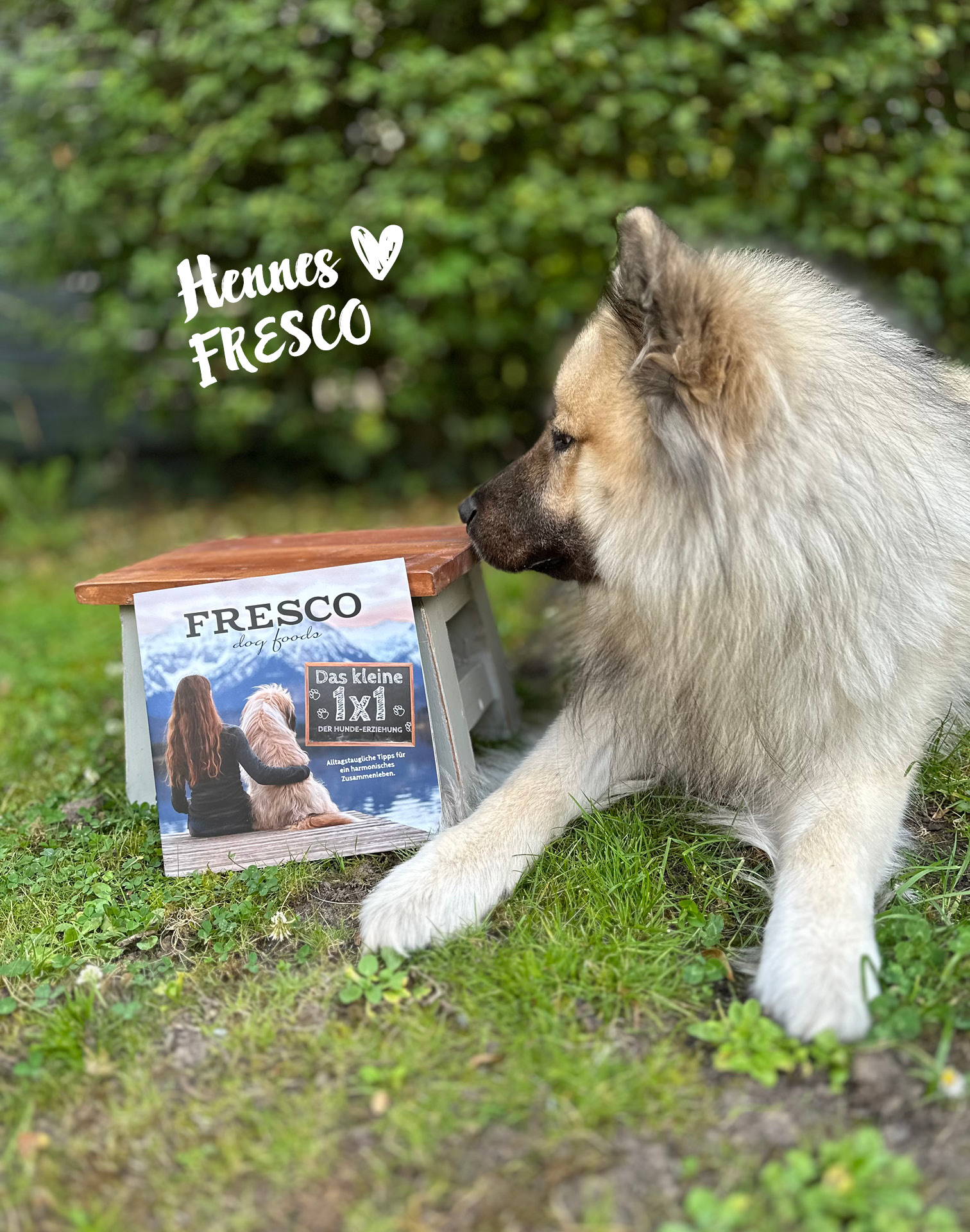 Hund schaut sich das FRESCO Trainingsbüchlein an