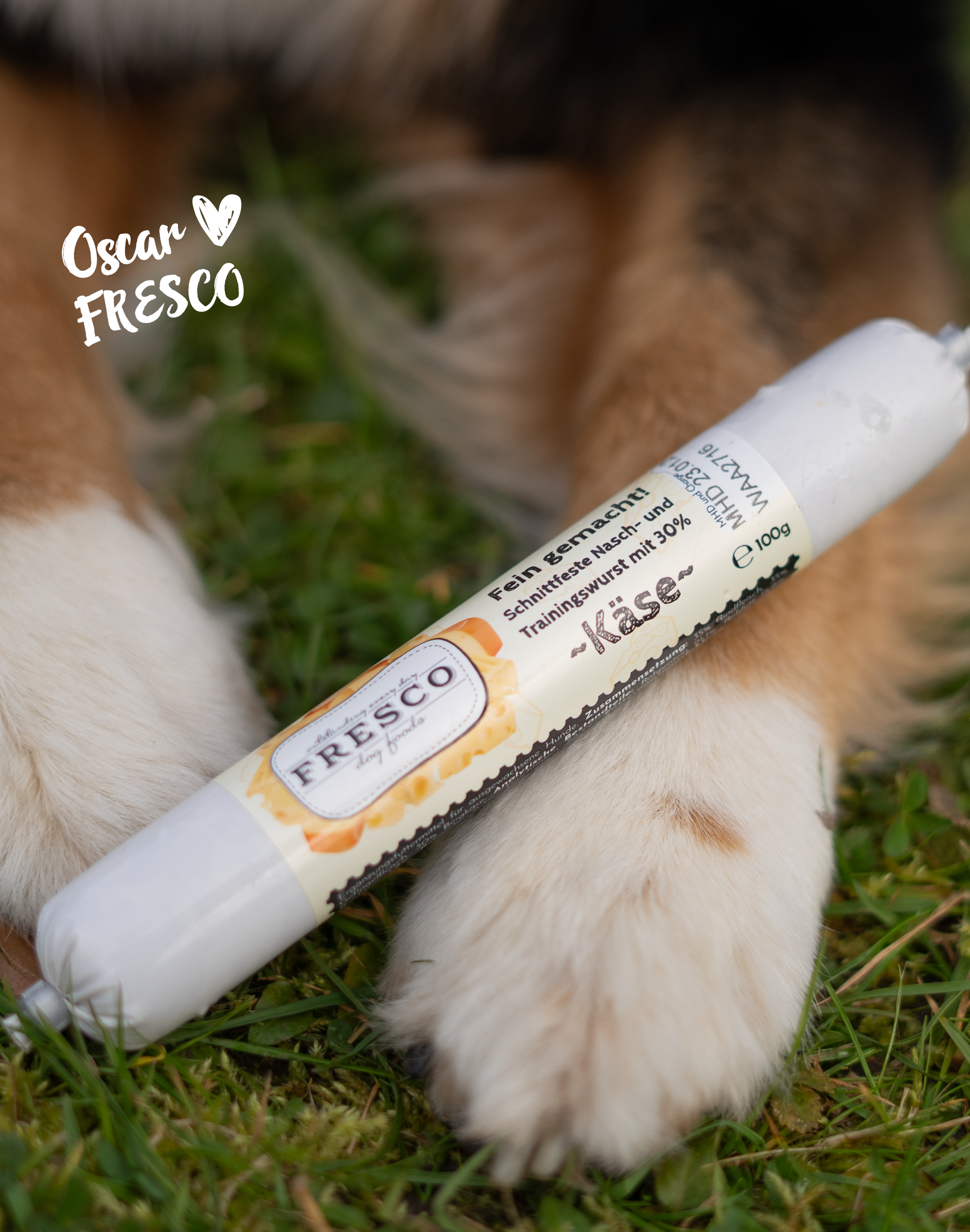 Hund mit FRESCO Käsewurst
