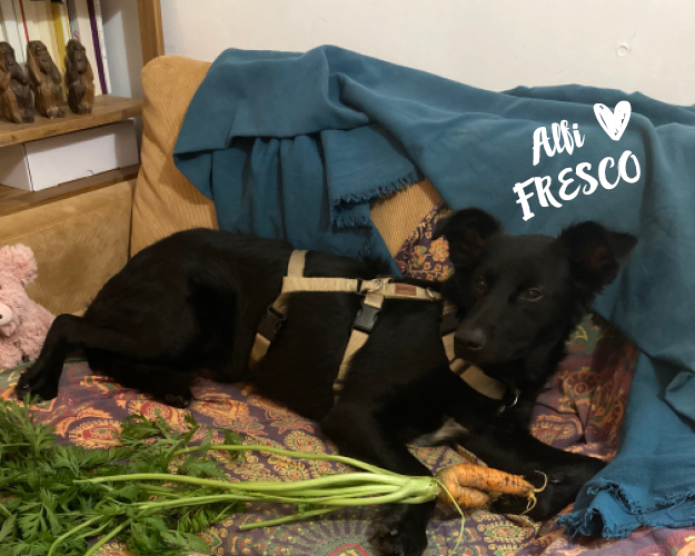 FRESCO_Bilder_Gelerie_Tierschutzhunde_2024090418_(3)