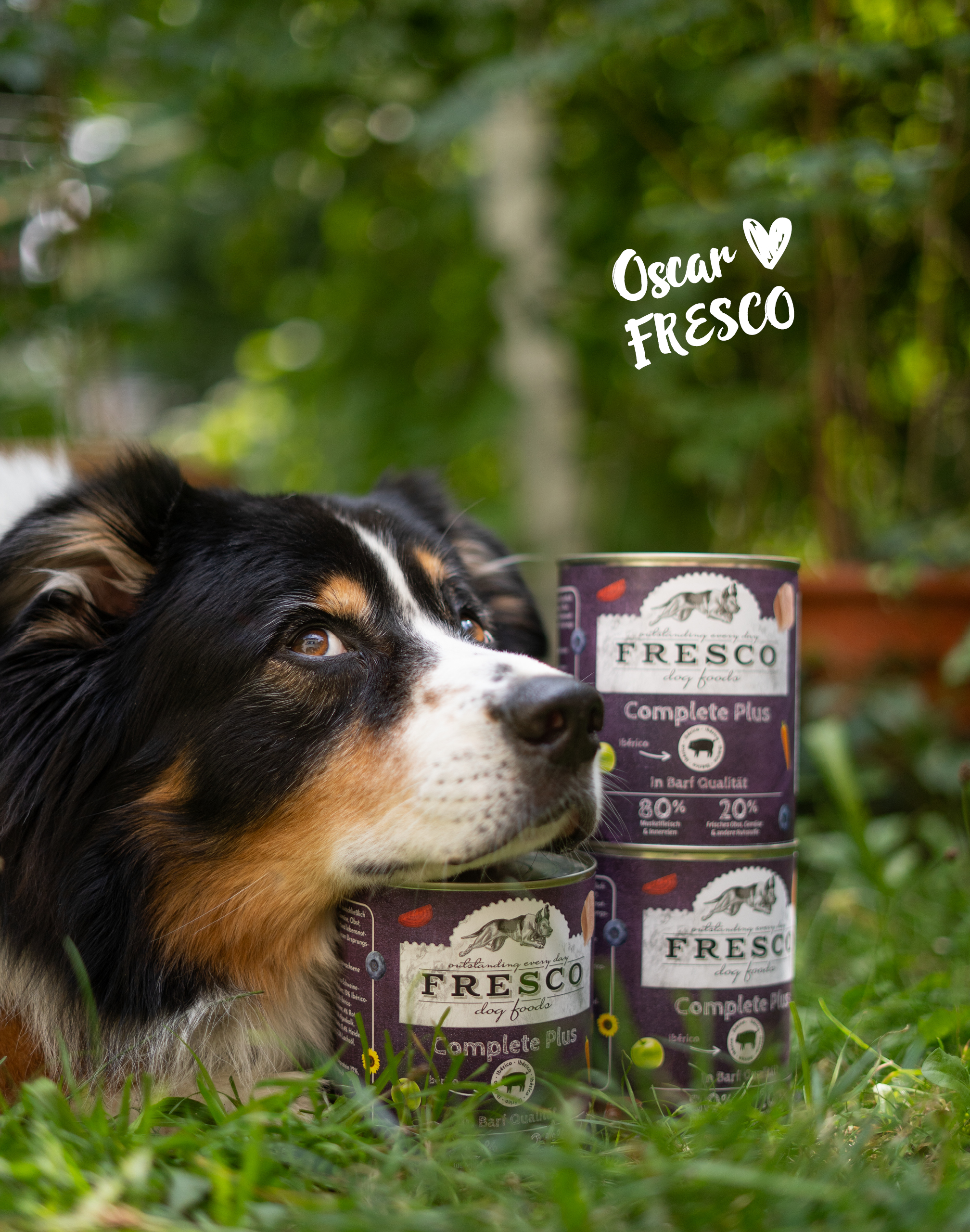Hund mit FRESCO Nassfutter Ibßerico