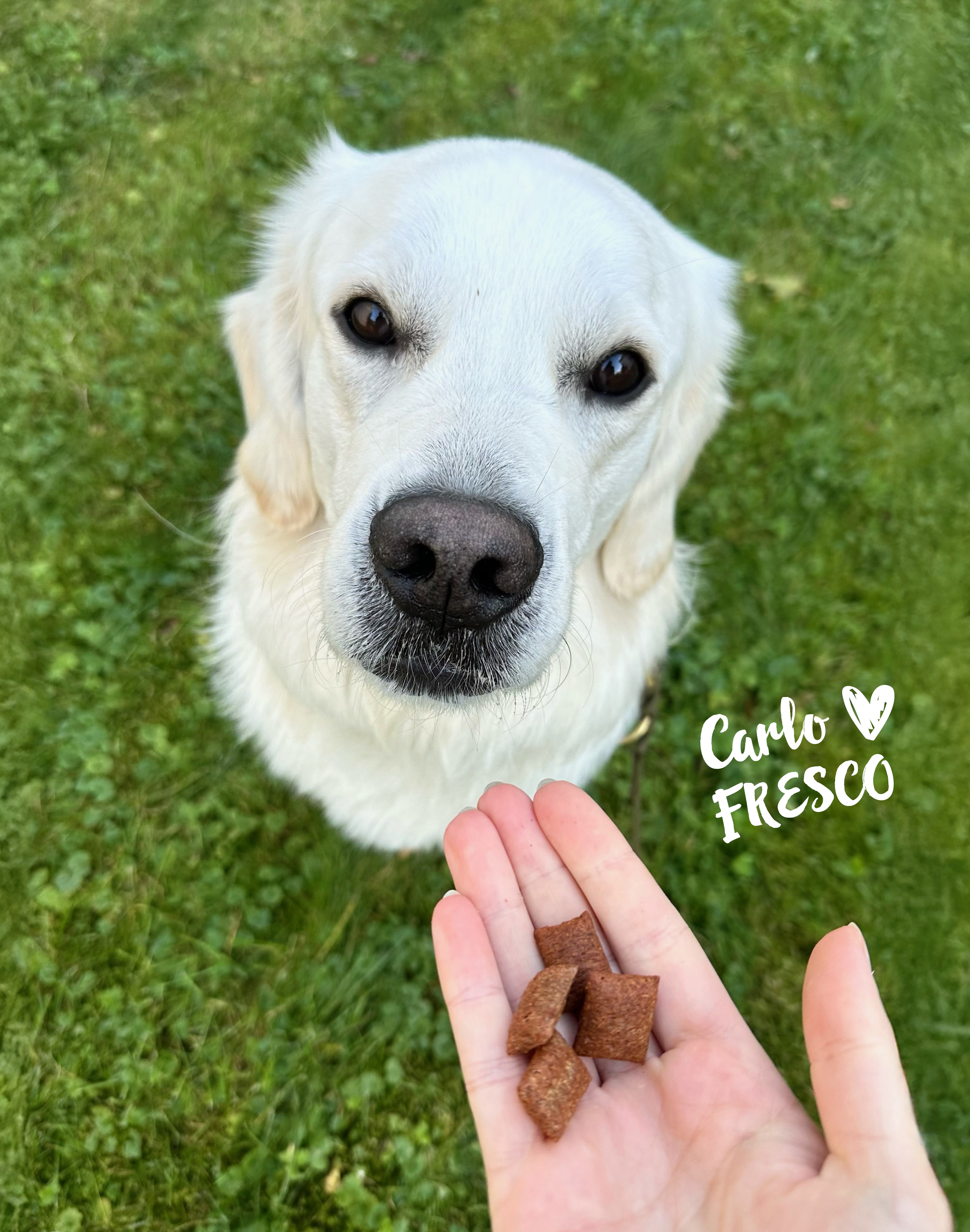 Hund mit Drops