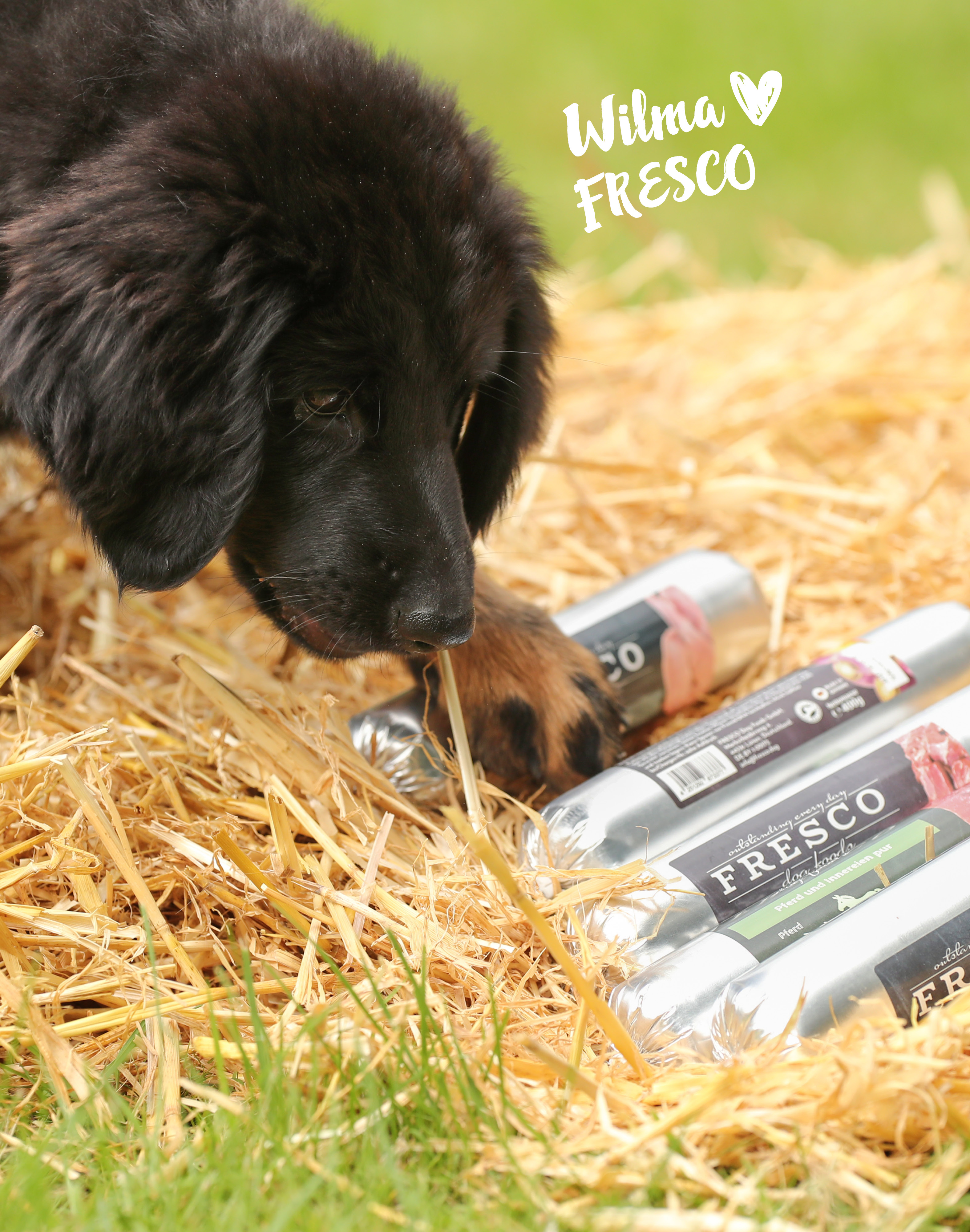 Hund mit FRESCO BarfWurst