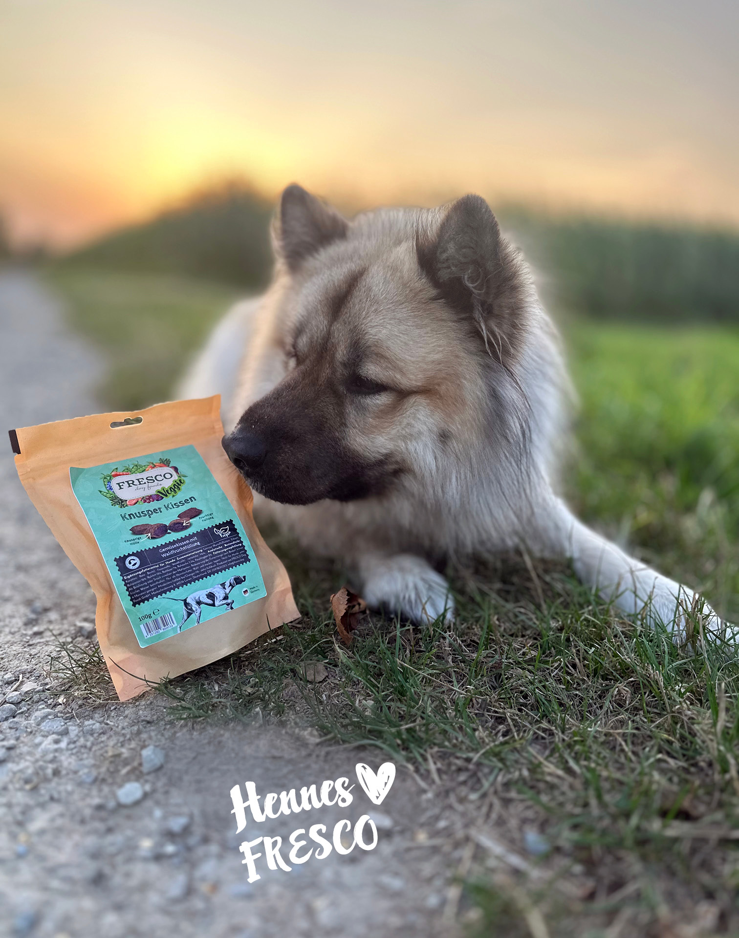 Hund liegt auf dem Feldweg und schaut die Fresco Knusper Kissen an