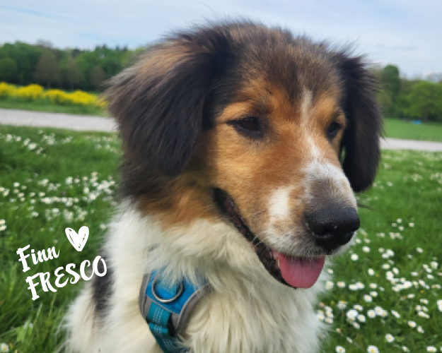 FRESCO_Bilder_Gelerie_Tierschutzhunde_20240904100_(1)