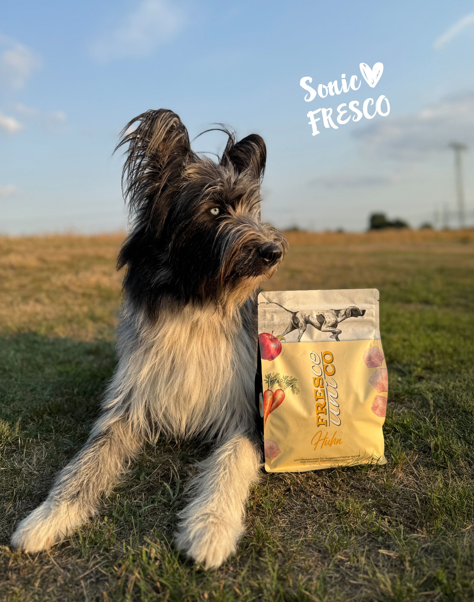 Hund mit FRESCO unico Trockenfutter
