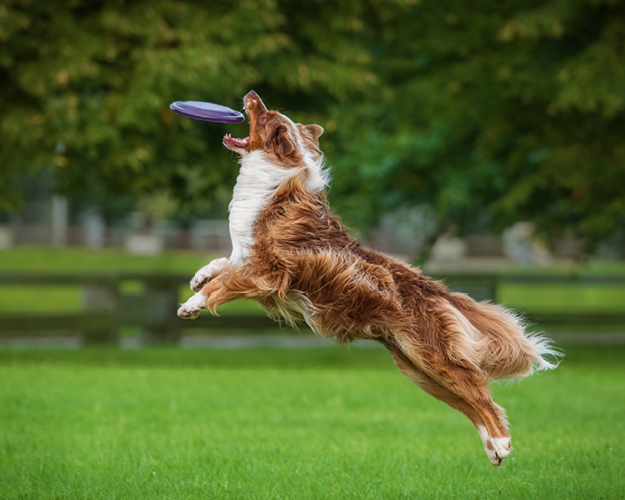 FRESCO_Ratgeber_Beitrge_20240715_Hundefutter fr aktive Hunde