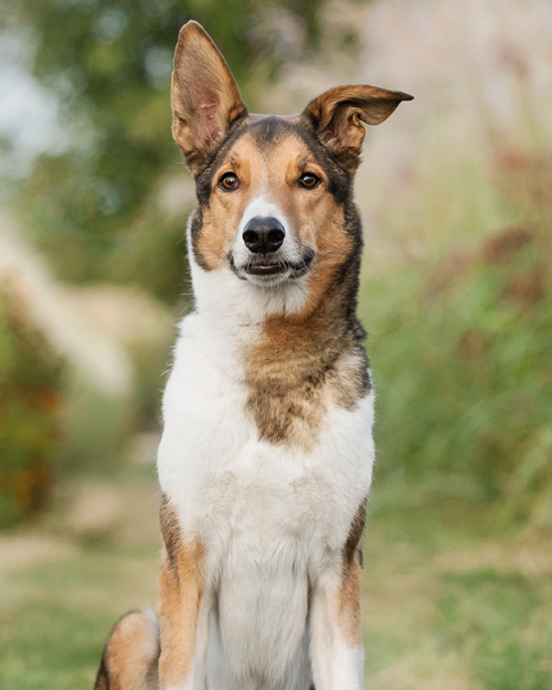 Hund
