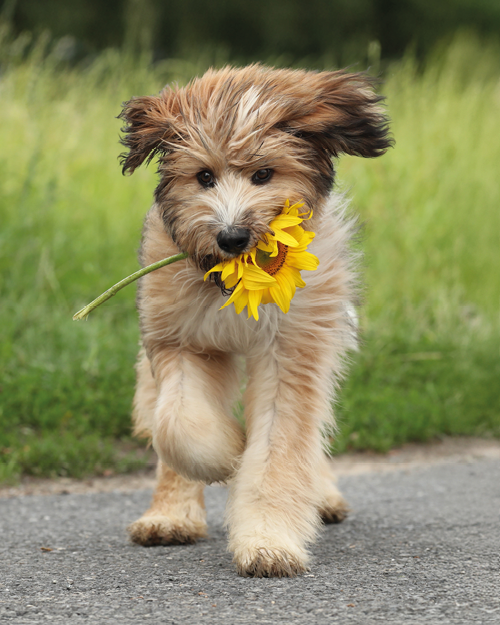Hund