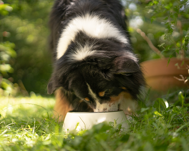 FRESCO_Ratgeber_hund-gesund-ernaehren